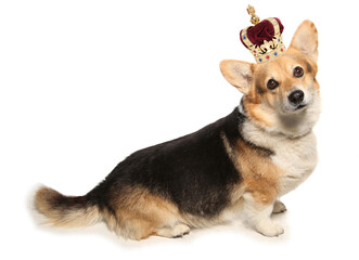 Corgi dog wearing a crown isolated on a white background