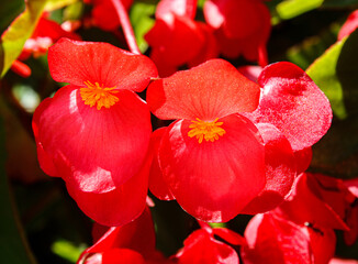 Closeup of a red sparkling wax begonia.