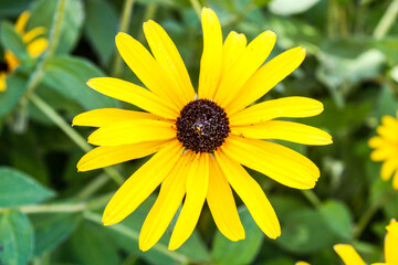 A closeup of a rudbeckia hirta also known as a black-eyed Susan flower.