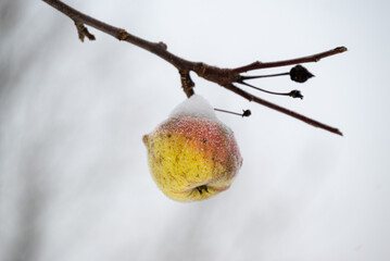 frozen apple with snow cover