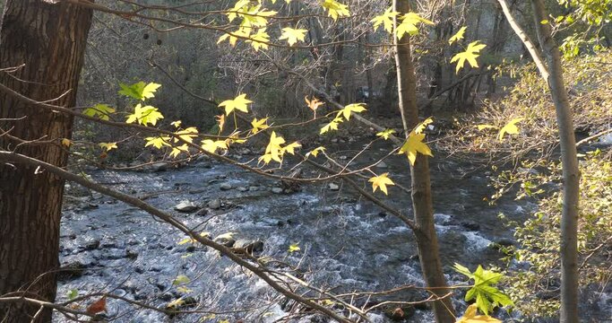 sun behing moving leafs of  tree shining beams and rays with lens fleare and wind