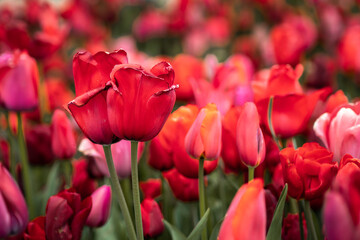 Lots of red tulips in a bed