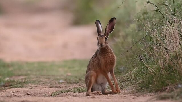 European hare Lepus europaeus, in the wild. Close up.