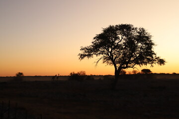 Naklejka na ściany i meble ナミビアのエトーシャ国立公園に生きるアフリカの野生動物