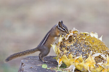 chipmunk discovering sunflower seeds
