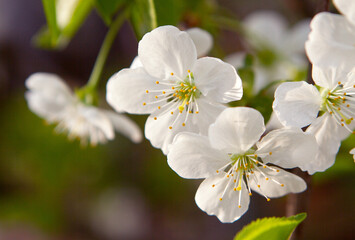 Beautiful background with apple tree flowers, floral spring abstract nature background, Easter concept, Happy Easter, closeup shot, macro shot.