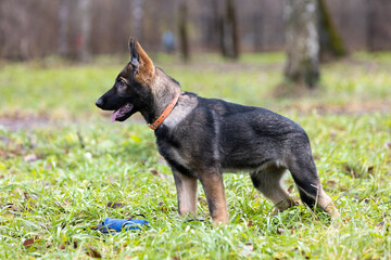 Portrait of a German Shepherd puppy standing on the lawn in the park and looking away