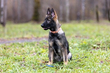 Portrait of a German Shepherd puppy sitting on the lawn in the park and looking away