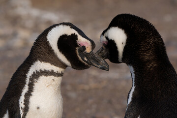 Cortejo de pingüinos de Magallanes. - obrazy, fototapety, plakaty