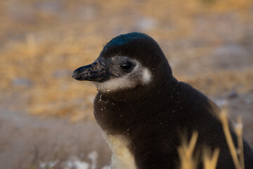 Pingüino de Magallanes - retrato de pichón.