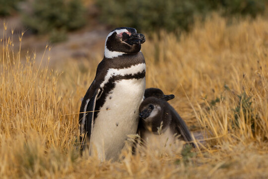 Ping&uuml;ino de Magallanes pichones junto a su madre-padre