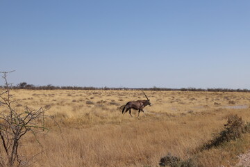 Fototapeta na wymiar ナミビア・エトーシャ国立公園でのゲームサファリで見られるオリックス
