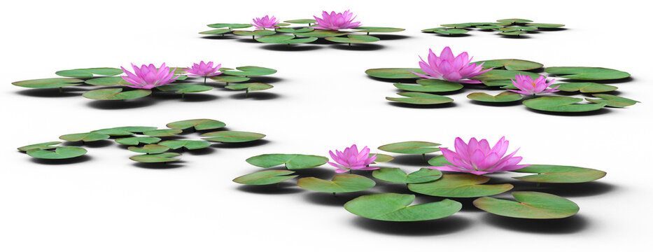 set of lily, laxmi lotus, 3d rendering, for digital composition and architecture visualization