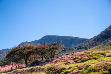 Fototapeta premium summer mountain