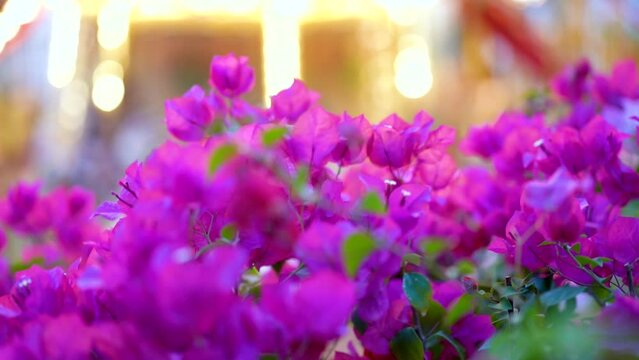Close-up of pink flowers against the backdrop of a spinning carousel in the amusement park