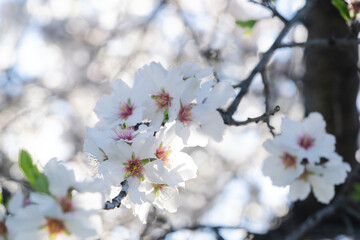 Fototapeta na wymiar almond tree bloom, close up spring of almond tree twigs
