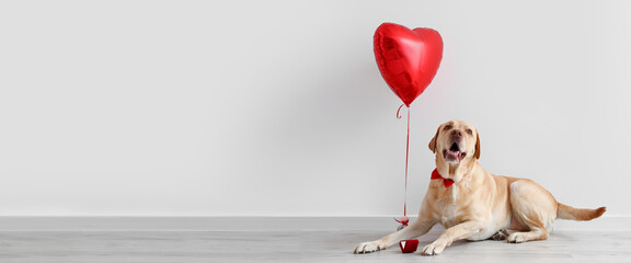 Cute Labrador dog with engagement ring and balloon lying near light wall. Banner for Valentine's...