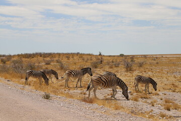 Fototapeta na wymiar ナミビア・エトーシャ国立公園でのゲームサファリで見られるシマウマの群れ
