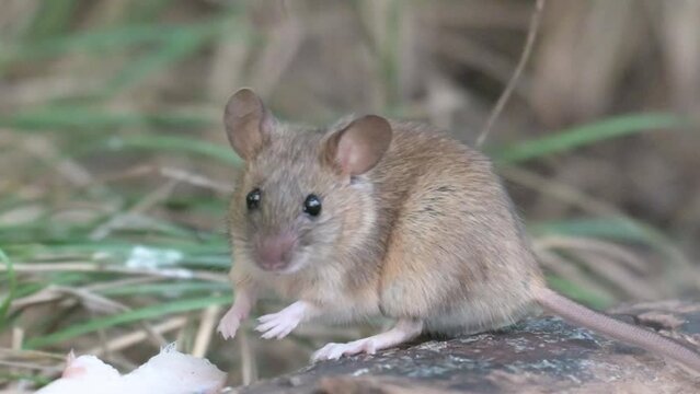 Wood mouse Apodemus sylvaticus in the wild.