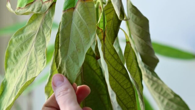 A man's hand shows the diseased leaves of a dry house plant. Close-up