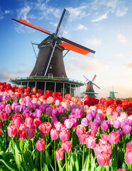 dutch windmill over colorful tulips field, Netherlands - obrazy, fototapety, plakaty