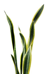 Fototapeta premium Snake plant on white background, closeup