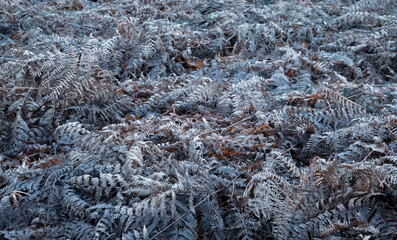 White-Blue Dry Winter Fern Field. No People. Fern Background. Moody Forest Glade Covered with Withered Fern Leaves.