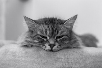 Siberian cat sleeps on the scratching post, monochrome shot
