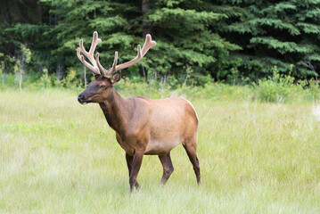 Bull elk in grass meadow in North America walking with background of fir trees