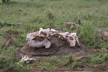 タンザニアのセレンゲティ国立公園におかれたカバの頭蓋骨