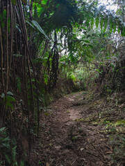 road through the Colombian jungle, surrounded by trees, a crossing for displaced migrants, through the dense forest.