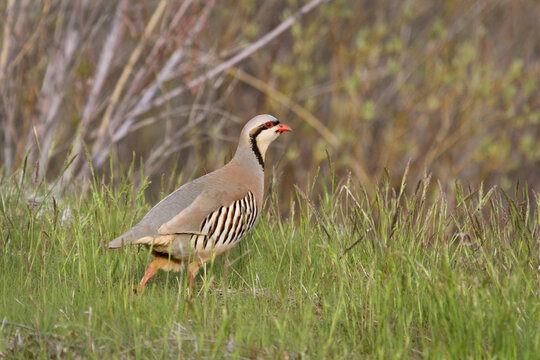 a chukar feeding in the grass next to cover