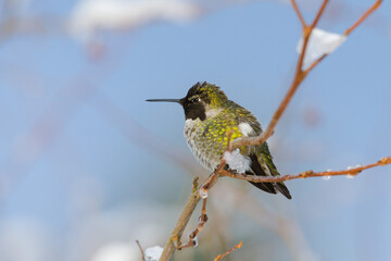 Annas Hummingbird in profile wintering in King County Washington with ice on branch and blue sky