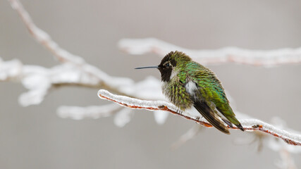 Green annas hummingbird on an ice coated twig in winter with feathers puffed out