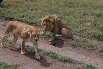 タンザニアのセレンゲティ国立公園にいるライオン夫婦