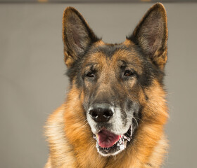 portrait of an adult german shepherd on a gray background isolated