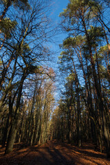Green Pine and Leafless Winter Trees. View From Below in to the Leafless Tree Crowns. Winter Landscape Without People. Sunny Weather with Blue Sky. Trees From Worm's Eye View.