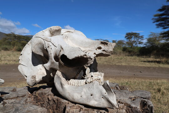 タンザニアのンゴロンゴロクレーターに置かれたゾウの頭蓋骨
