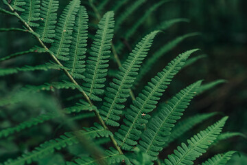 Green big fern leaf in the forest. Close up. Pattern and texture