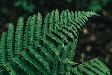 Green big fern leaf in the forest. Close up. Pattern and texture