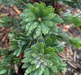 daphne gnidium, flax-leaved daphne, poisonous evergreen shrub with narrow, dense dark-green...