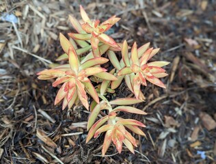 sedum nussbaumerianum, coppertone stonecrop, indoor and outdoor plant, succulent, nussbaumer’s sedum, golden sedum