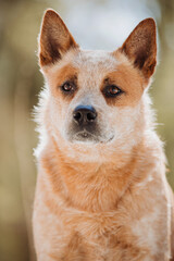 Portrait of a red Australian Heeler