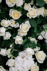 Small bouquets of white roses