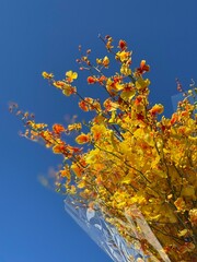 A yellow flower branch on a dark blue sky background