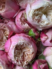 Obraz premium Background of pink and blooming peonies