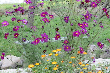 Fototapeta na wymiar Closeup Cosmos bipinnatus known as garden cosmos with blurred background in autumn garden
