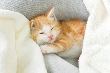 Fototapeta na wymiar Sweet fluffy little ginger kitty falls asleep.