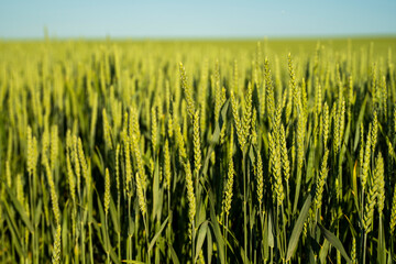 Young wheat. Unripe cereals. The concept of agriculture, healthy eating, organic food.