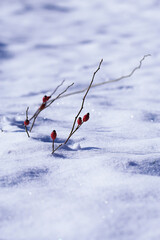 Błyszczący śnieg z wystającymi gałązkami z czerownymi owocami. Śnieżna ikebana na sniegu © ICON